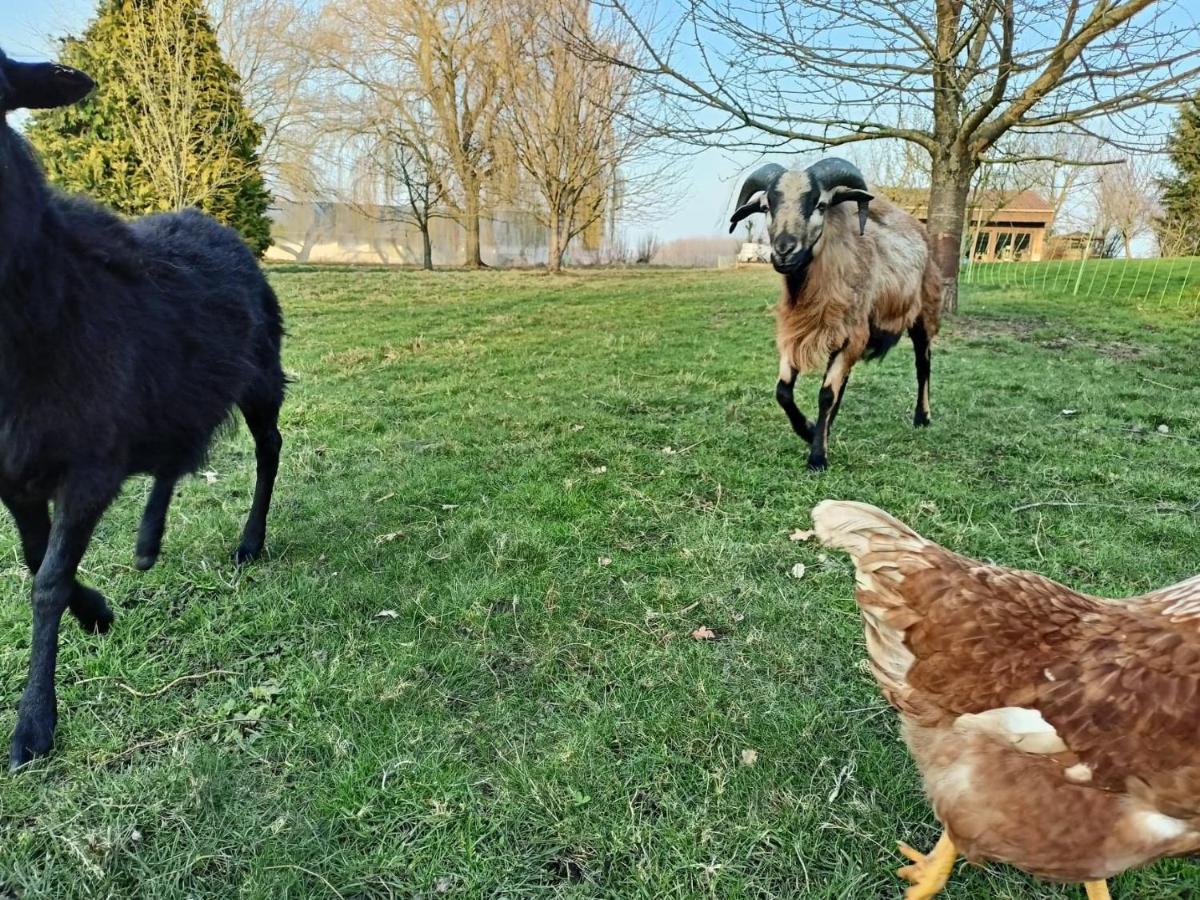 Les chambres d'hôtes DU VERT GALANT  l'Allée des champs Verlinghem Exterior foto